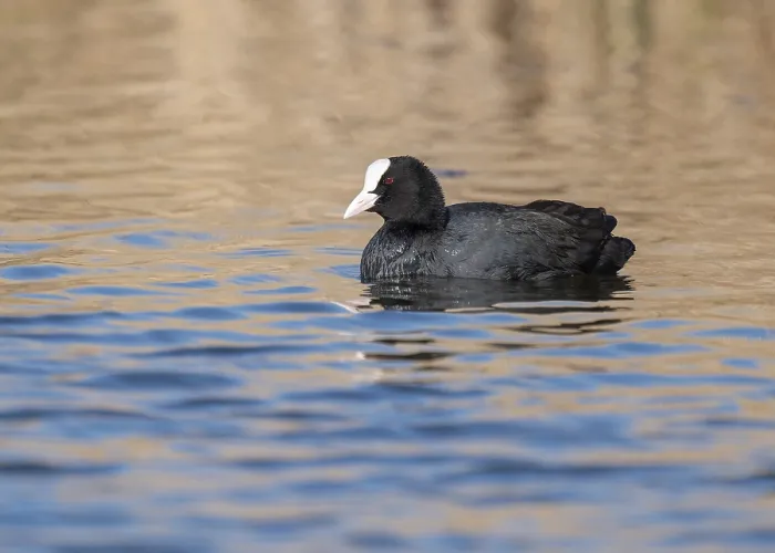 Framed Print : Common coot (Fulica atra), swimming on a pond