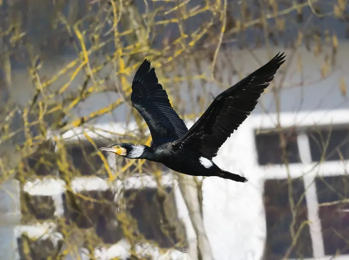 Framed Print : Common Cormorant (Phalacrocorax carbo)