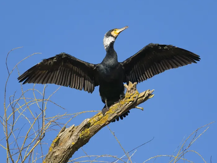 Framed Print : Common Cormorant (Phalacrocorax carbo)