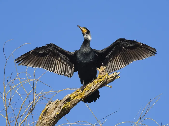 Framed Print : Common Cormorant (Phalacrocorax carbo) Framed Print : Common Cormorant (Phalacrocorax carbo)