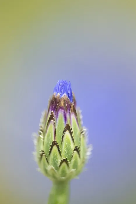 Framed Print : Common cornflower (Centaurea cyanus) single blue wildflower flower in summer