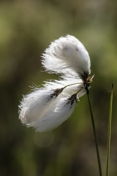 Framed Print : Common cottongrass (Eriophorum angustifolium)