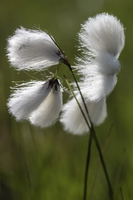 Framed Print : Common cottongrass (Eriophorum angustifolium)