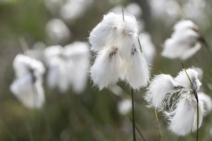 Framed Print : Common cottongrass (Eriophorum angustifolium)