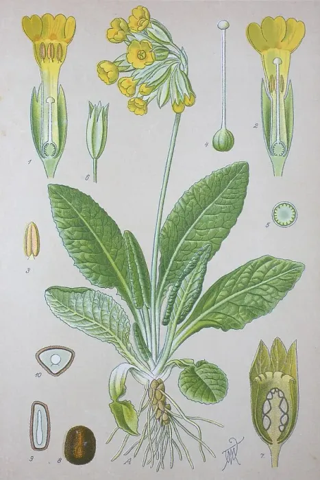 Framed Print : Common cowslip (Primula veris)