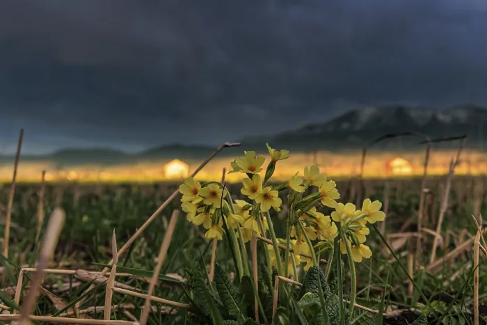 Framed Print : Common cowslip (Primula veris) in a meadow in front of a mountain landscape