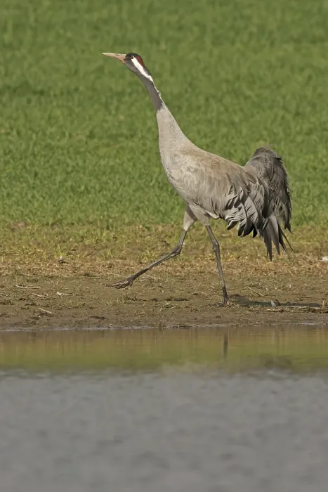 Framed Print : Common Crane, Eurasian Crane (Grus grus) Framed Print : Common Crane, Eurasian Crane (Grus grus)