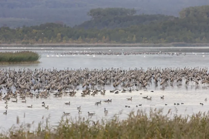Framed Print : Common Crane, Eurasian Cranes (Grus grus) spending the night in the Bodden chain