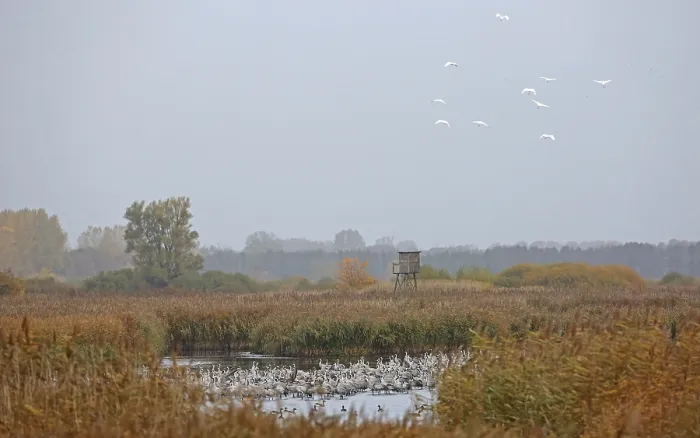 Framed Print : Common Crane & Great Egret (Grus grus & Ardea alba)