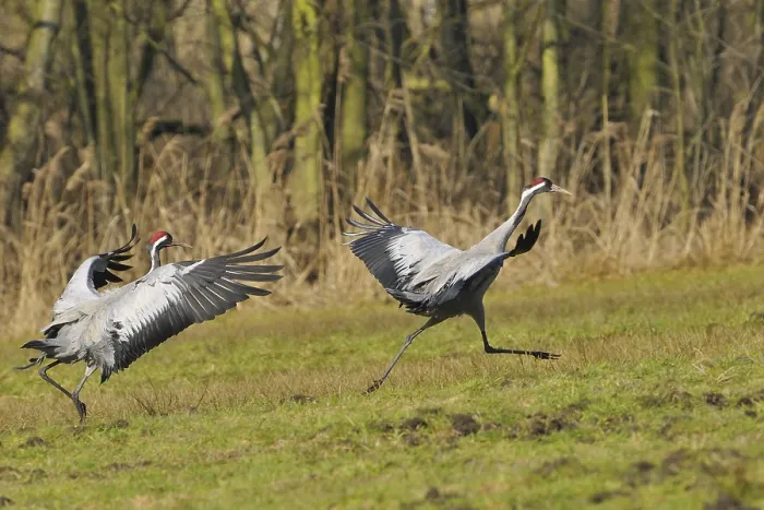Framed Print : Common crane (Grus grus)