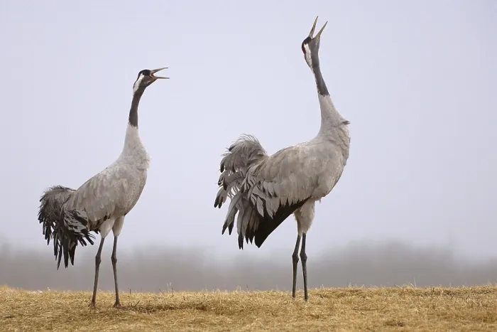 Framed Print : Common Crane (Grus grus) courting Framed Print : Common Crane (Grus grus) courting