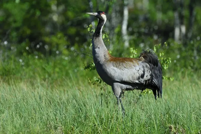 Framed Print : Common Crane (Grus grus) in first daylight Framed Print : Common Crane (Grus grus) in first daylight