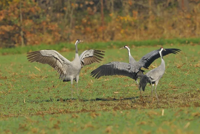 Framed Print : Common Crane, Grus grus, grey crane