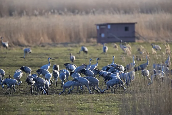 Framed Print : Common crane (Grus grus), group in front of a hut