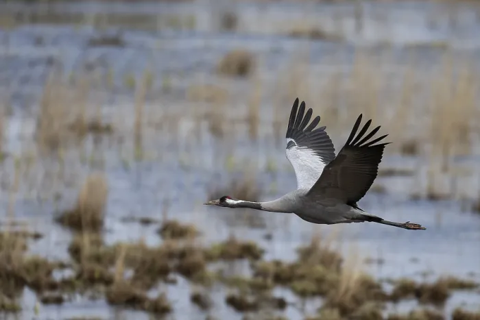 Framed Print : Common crane (Grus grus), Hornborga