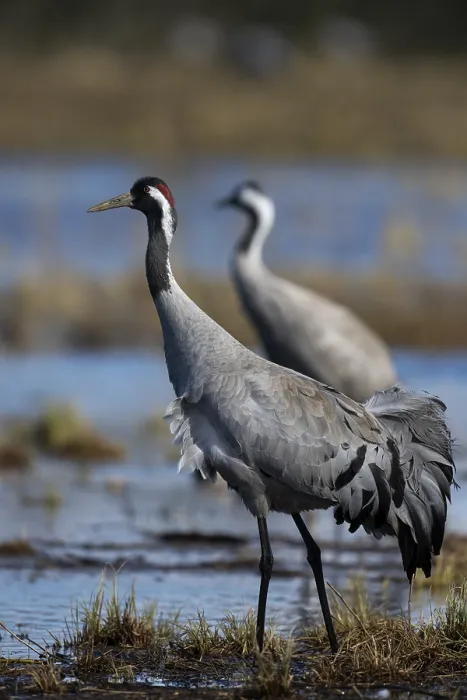 Framed Print : Common crane (Grus grus), Hornborga Framed Print : Common crane (Grus grus), Hornborga