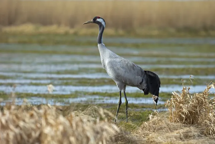 Framed Print : Common crane (Grus grus) on wetland