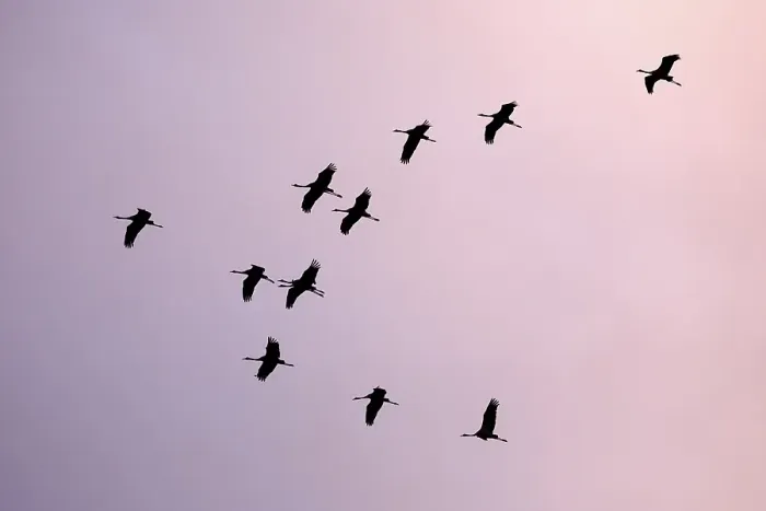 Framed Print : Common cranee (Grus grus) in formation flight, Zingst, National Park Vorpommersche Boddenlandschaft, Mecklenburg-Western Pomerania, Germany, Europe