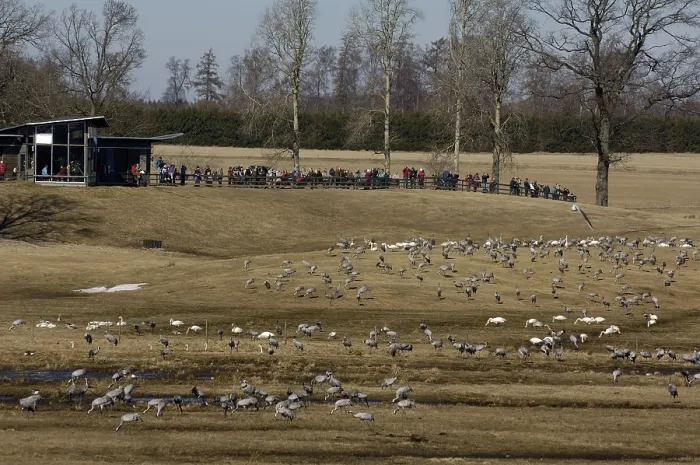 Framed Print : Common Cranes and bird watchers