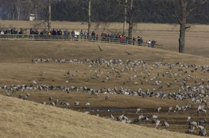 Framed Print : Common Cranes and bird watchers