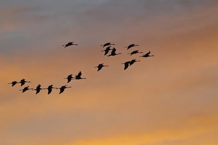 Framed Print : Common Cranes or Eurasian Cranes (Grus grus) in flight in the evening light Framed Print : Common Cranes or Eurasian Cranes (Grus grus) in flight in the evening light