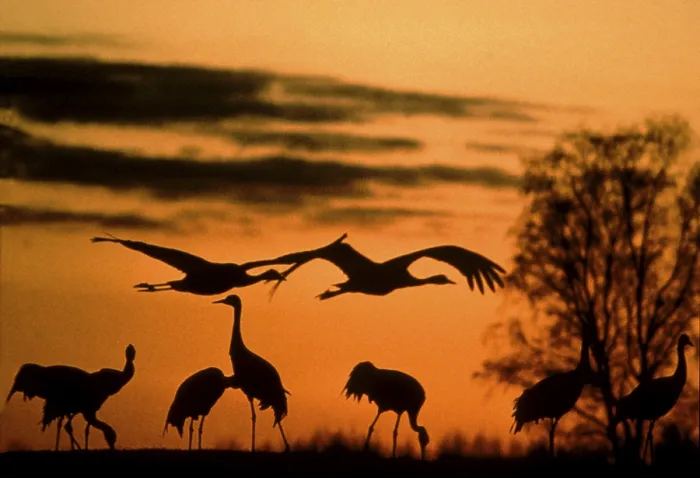 Framed Print : Common Cranes (Grus grus) at dusk