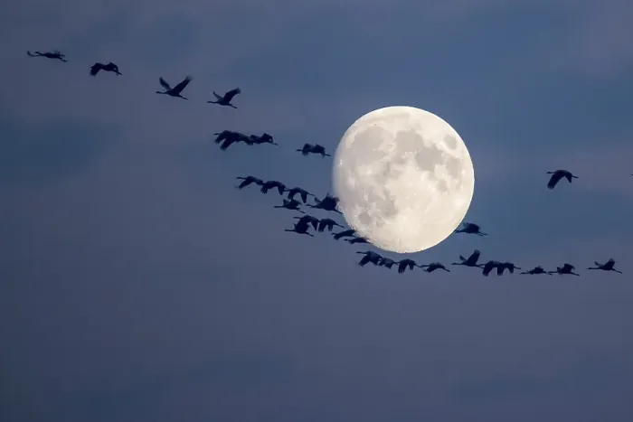 Framed Print : Common Cranes (Grus grus) in flight during full moon Framed Print : Common Cranes (Grus grus) in flight during full moon