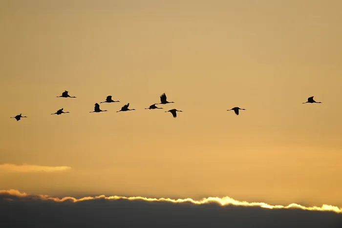 Framed Print : Common cranes (Grus grus), in flight at sunset
