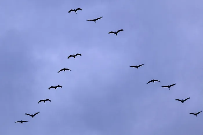 Framed Print : Common cranes (Grus grus) in formation flight