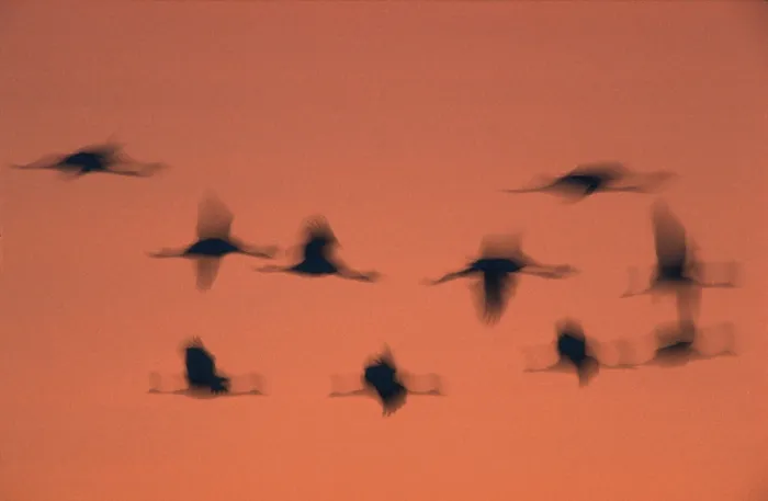 Framed Print : Common Cranes (Grus grus), Hornborgasjon, Sweden