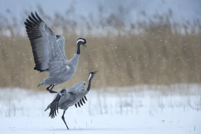 Framed Print : Common cranes (Grus grus), Mecklenburg-Vorpommern