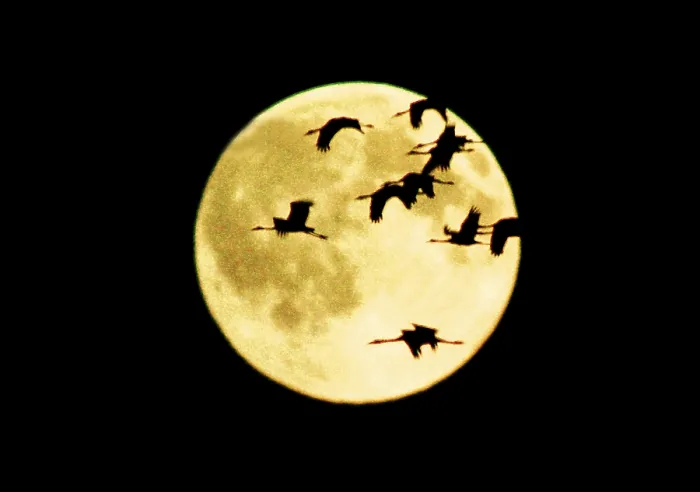 Framed Print : Common Cranes (Grus grus) in front of full moon
