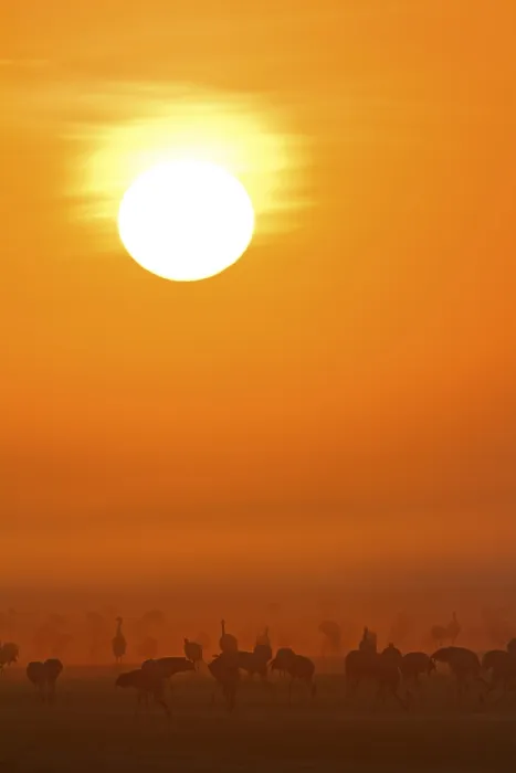 Framed Print : Common Cranes (Grus grus) at sunrise, Germany