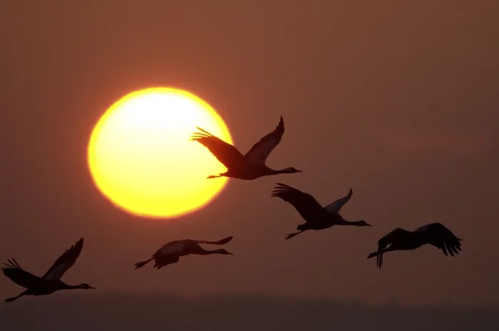 Framed Print : Common cranes (Grus grus) at sunset Framed Print : Common cranes (Grus grus) at sunset