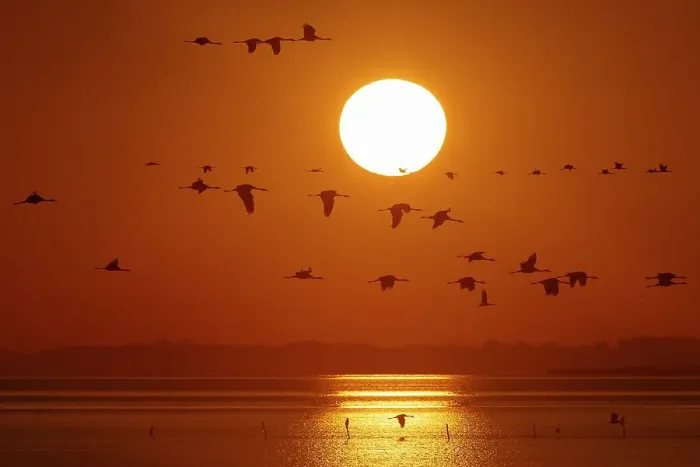 Framed Print : Common cranes (Grus grus), swarm of birds flying at sunrise Framed Print : Common cranes (Grus grus), swarm of birds flying at sunrise