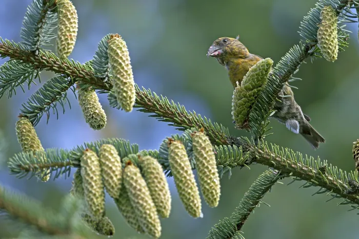 Framed Print : Common crossbill (Loxia curvirostra)