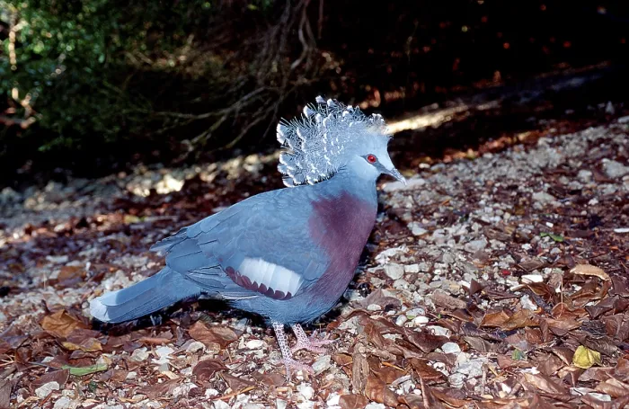 Framed Print : Common crowned pigeon Goura cristata
