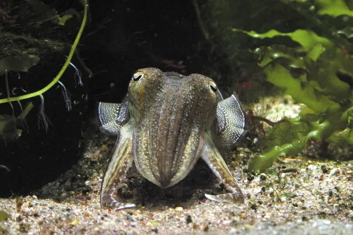 Framed Print : Common cuttlefish (Sepia officinalis) Framed Print : Common cuttlefish (Sepia officinalis)