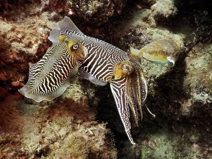 Framed Print : Common cuttlefish (Sepia officinalis) Framed Print : Common cuttlefish (Sepia officinalis)