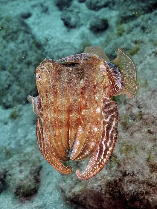 Framed Print : Common cuttlefish (Sepia officinalis) Framed Print : Common cuttlefish (Sepia officinalis)