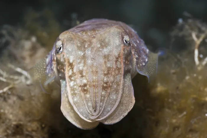 Framed Print : Common cuttlefish, Sepia officinalis Framed Print : Common cuttlefish, Sepia officinalis