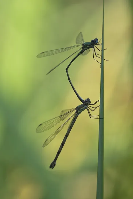 Framed Print : Common damselfly (Lestes sponsa) mating Framed Print : Common damselfly (Lestes sponsa) mating
