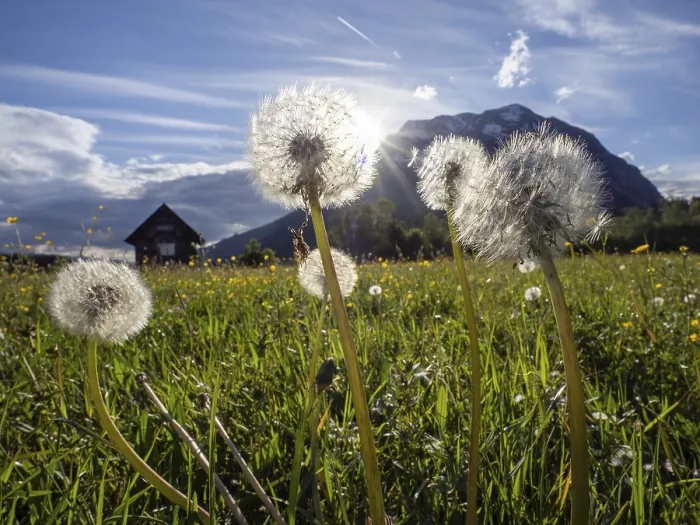Framed Print : Common dandelion (Taraxacum), behind the Grimming