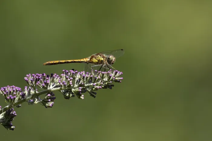 Framed Print : Common darter dragonfly (Sympetrum striolatum) Framed Print : Common darter dragonfly (Sympetrum striolatum)