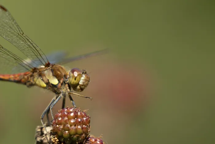Framed Print : Common darter dragonfly (Sympetrum striolatum) adult insect resting on blackberries fruit in the summer Framed Print : Common darter dragonfly (Sympetrum striolatum) adult insect resting on blackberries fruit in the summer