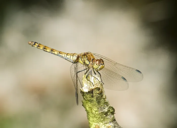 Framed Print : Common Darter (Sympetrum striolatum)