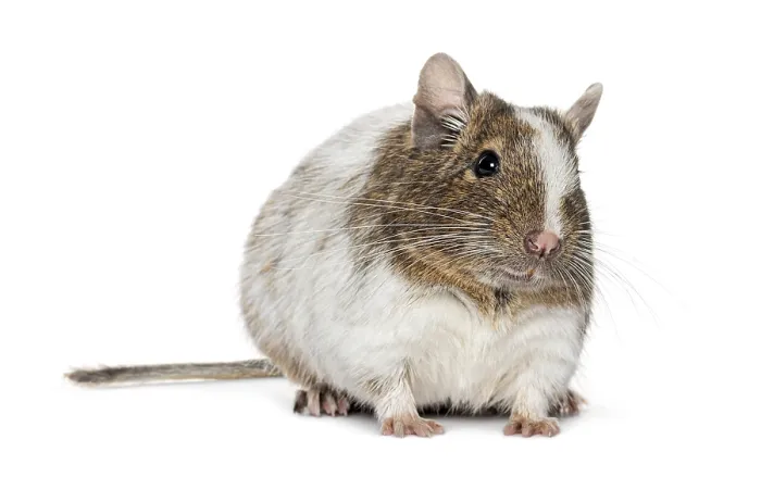 Framed Print : Common degu, Octodon degus, looking at the camera on a white background