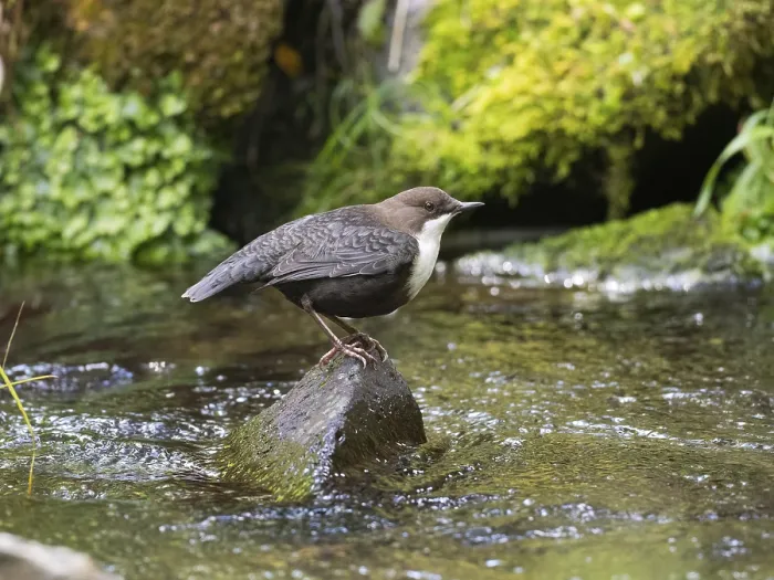 Framed Print : Common Dipper (Cinclus cinclus)