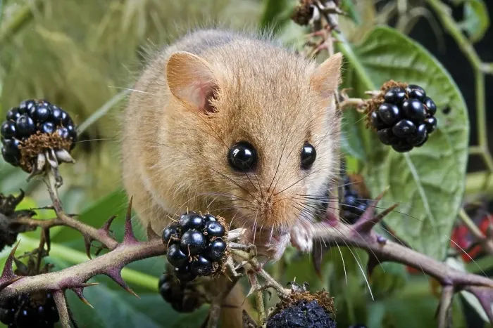 Framed Print : Common Dormouse (muscardinus avellanarius) Framed Print : Common Dormouse (muscardinus avellanarius)