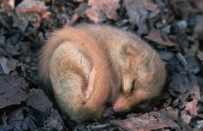 Framed Print : Common Dormouse (Muscardinus avellanarius) Framed Print : Common Dormouse (Muscardinus avellanarius)
